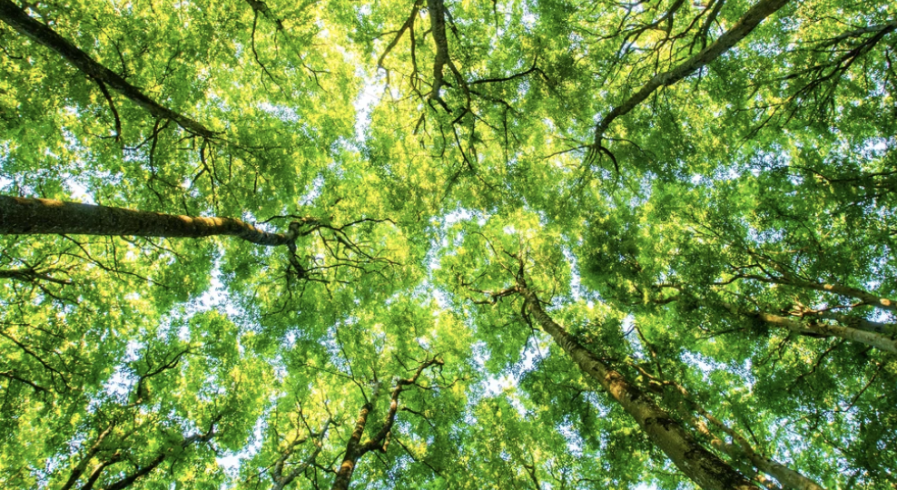 looking up through trees at the sky